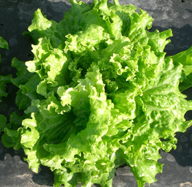 insalata muro foto